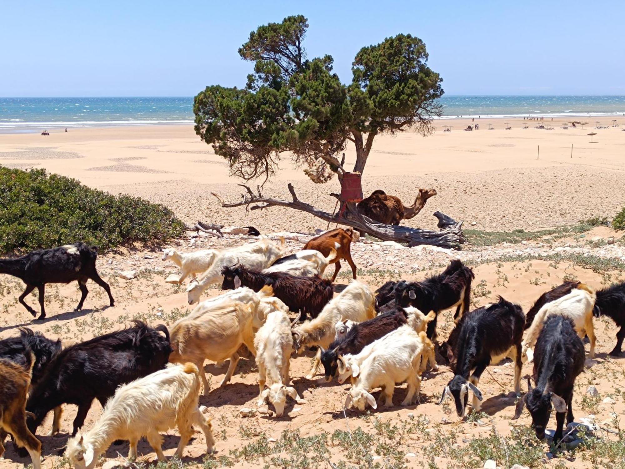 L'Abri Cotier De Dar Nezza Apartment Sidi Kaouki Luaran gambar